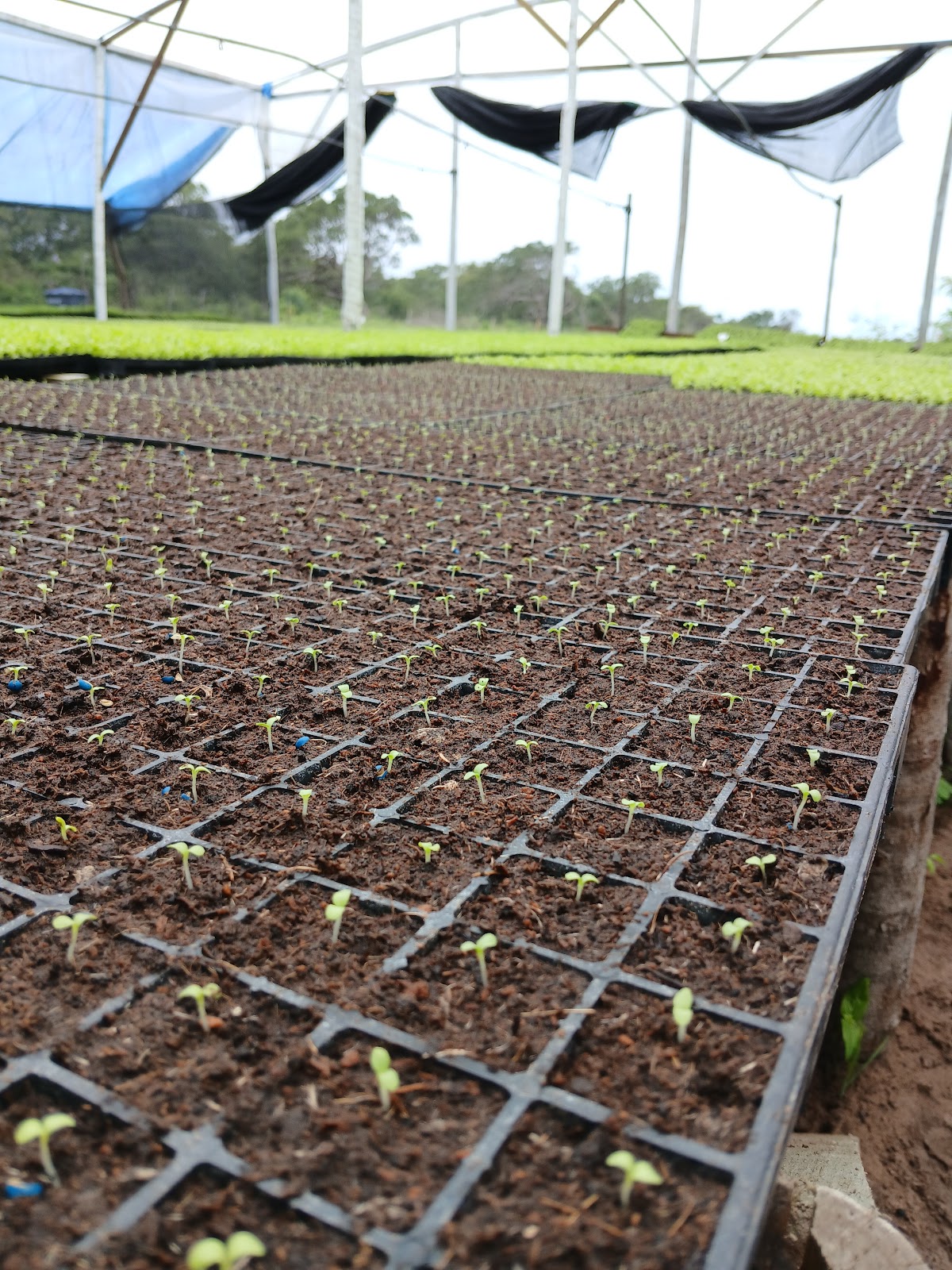 Agro Tech Pinheiro