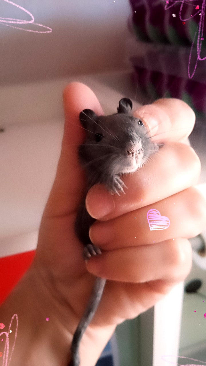 Flor de Mel Pet Shop