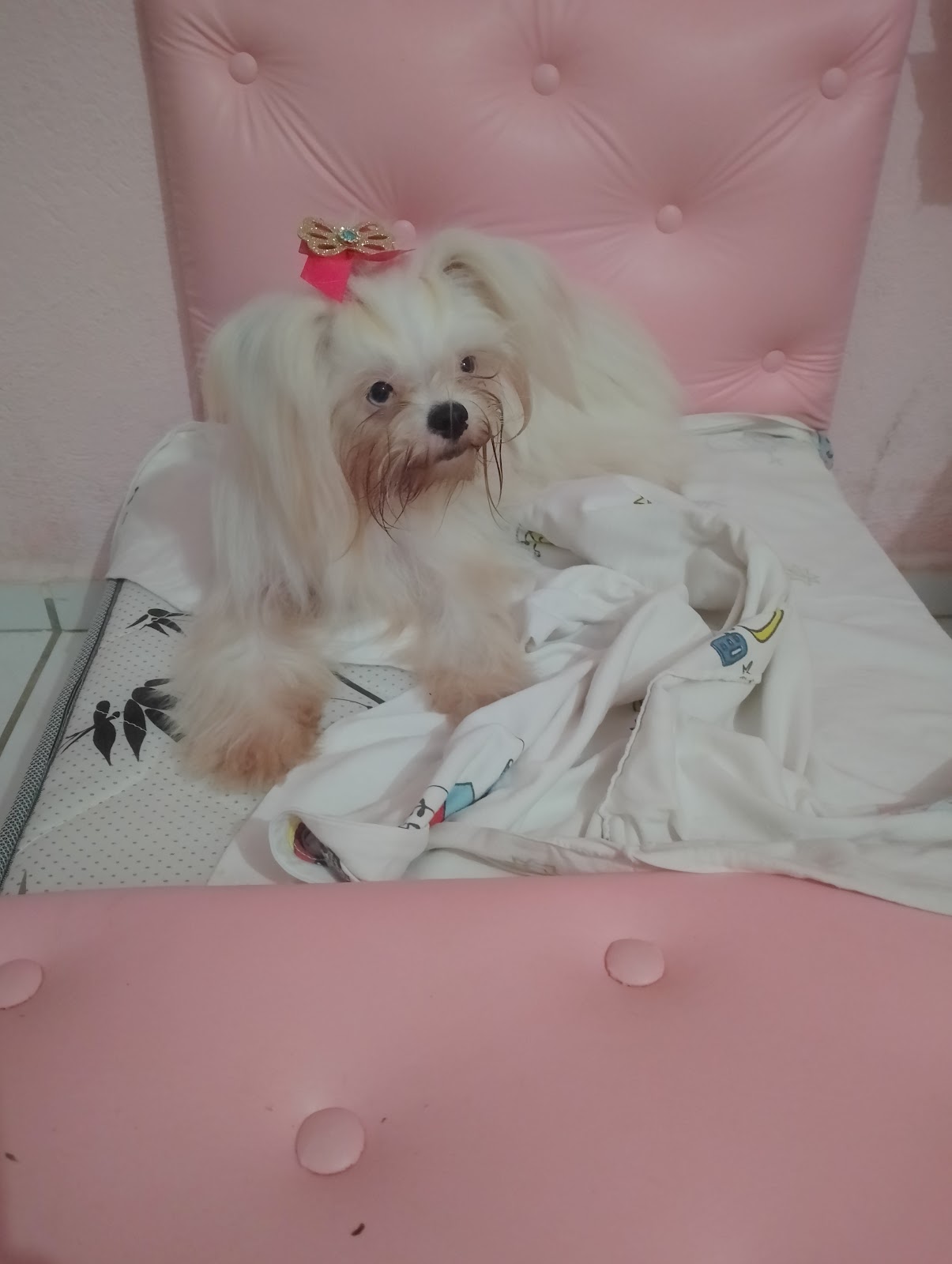 Marreiro Pet - São Gonçalo