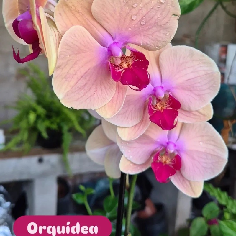 Orquídea Phalaenopsis 